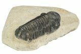 Bargain 3D Reedops Trilobite Fossils  - Photo 5